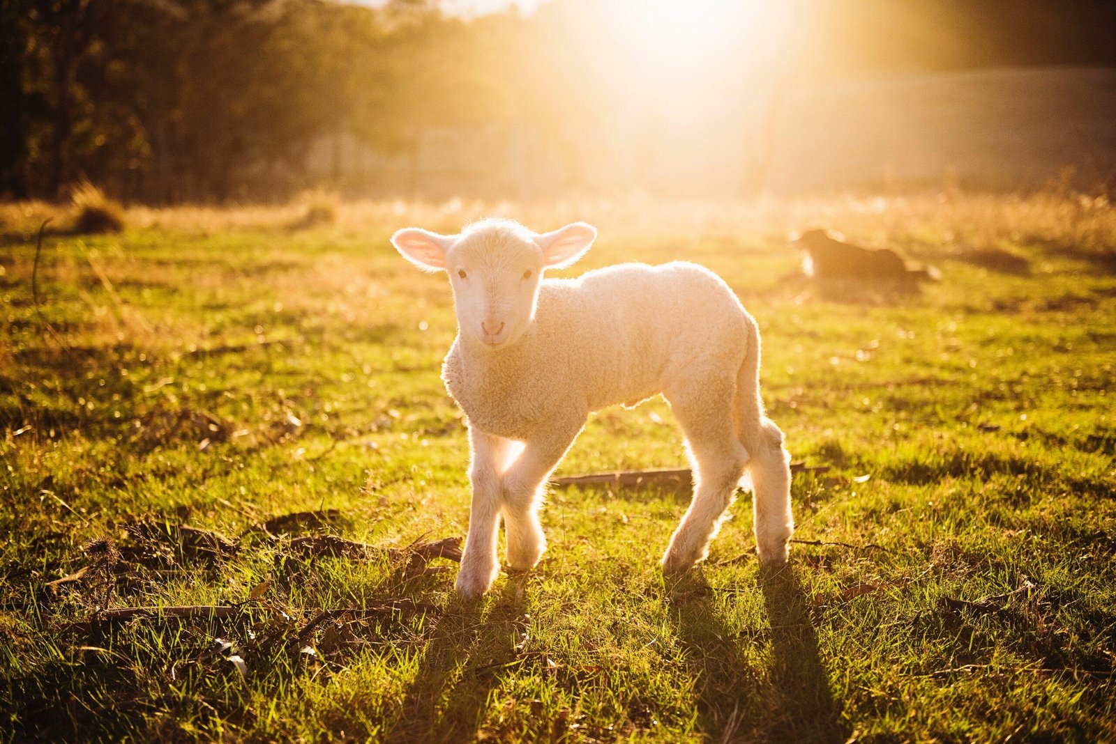 Behold, the Lamb of god