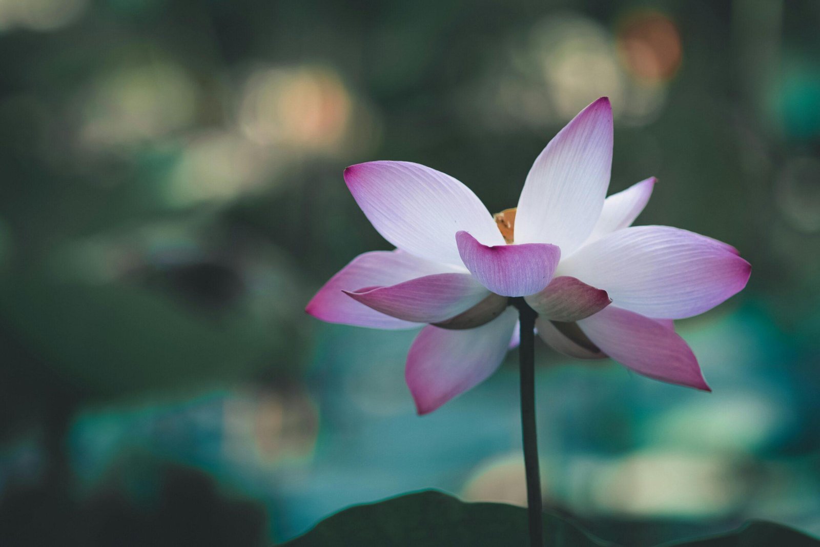The Perfection of Christ